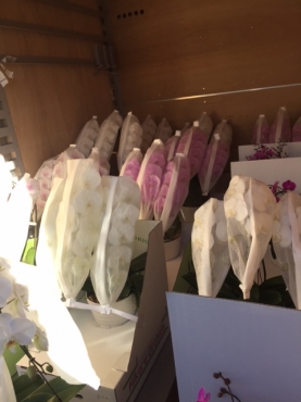 「フローリストルミ」　（高知県南国市）の花屋店舗写真4