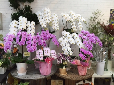 高知県南国市の花屋 フローリストルミにフラワーギフトはお任せください 当店は 安心と信頼の花キューピット加盟店です 花キューピットタウン
